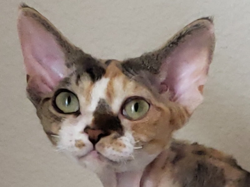 SandSilk Tiffany,Devon Rex female Cat,Silver Spotted Tortie with White.More information and pictures